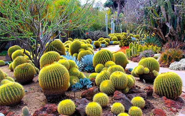 Cactus-Garden